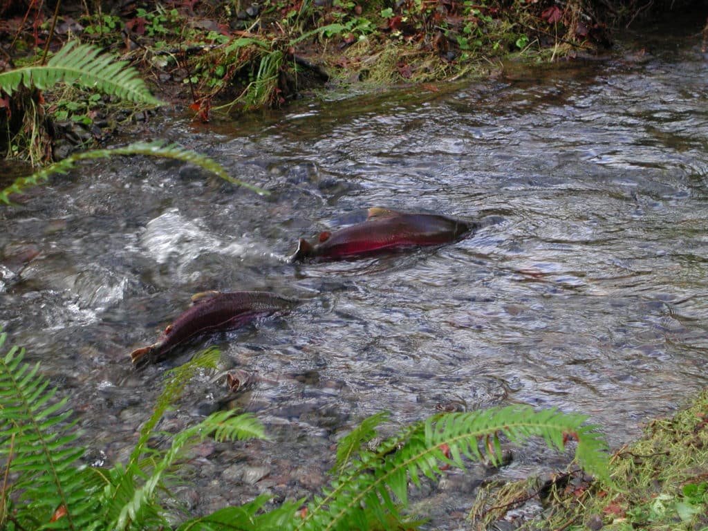 animals in Muir Woods