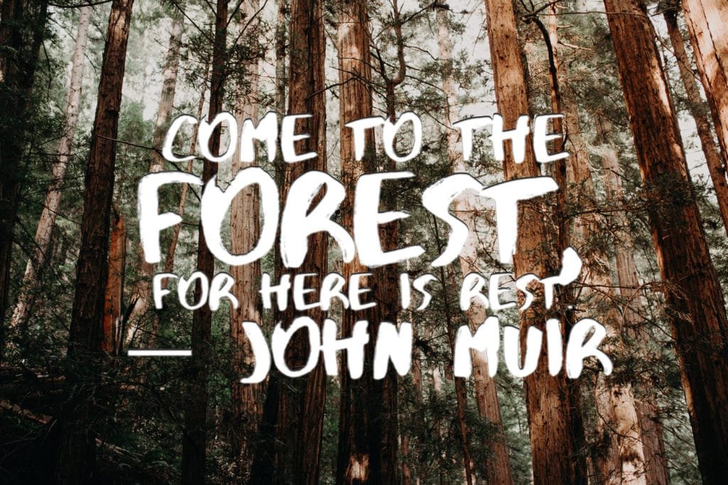 dylans-tours-john-muir-quotes-10-muir-woods-tours-muir-woods-tour-san-francisco-tours-san-francisco-tour-sf-tours-sf-tour-.jpg-1024x683 "come to the forest for here is rest" john muir quote