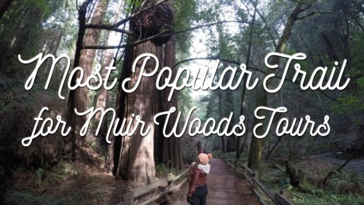 The Most Popular Muir Woods Trails You Should Hike