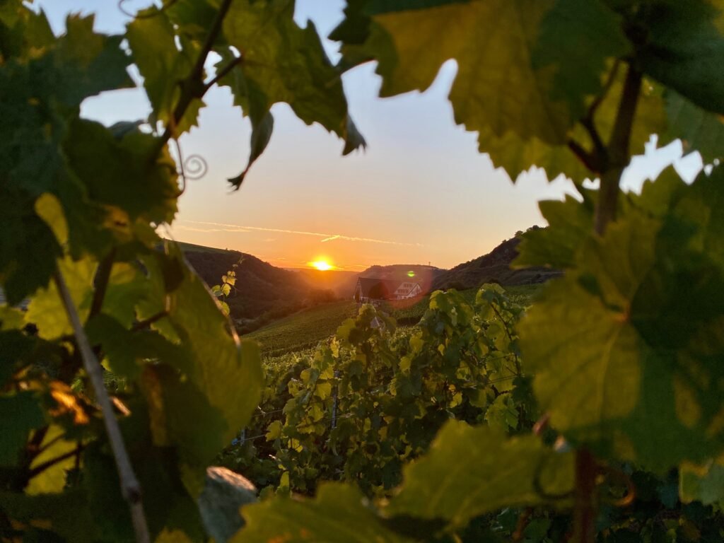 sunset over wine country fieldthrough grapevines