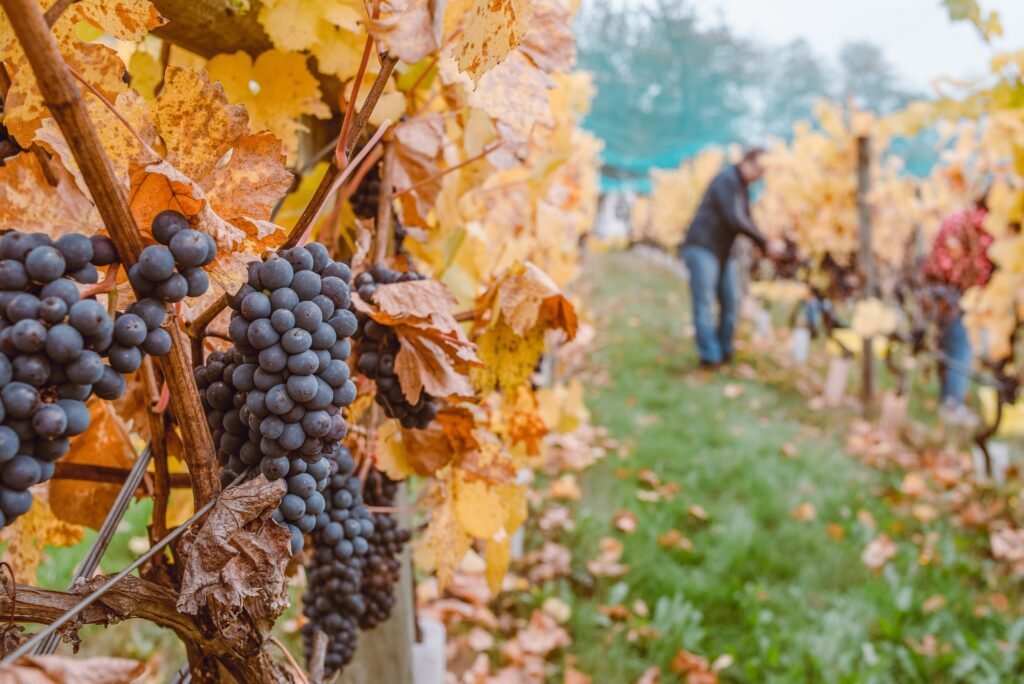 wine harvesters gathering grapes from the fields of fall grapevines