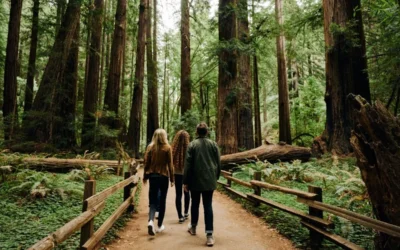 Everything You Need To Know About Visiting Muir Woods