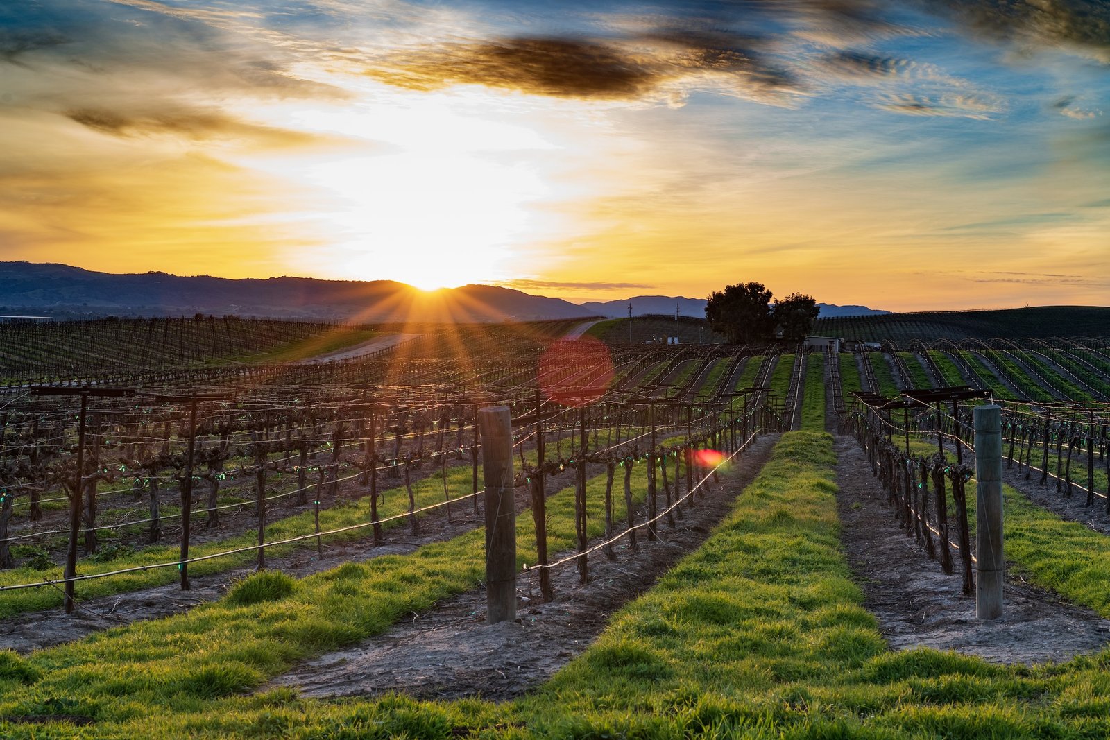 California Wine Country: The Best Wine Regions to Visit in 2023