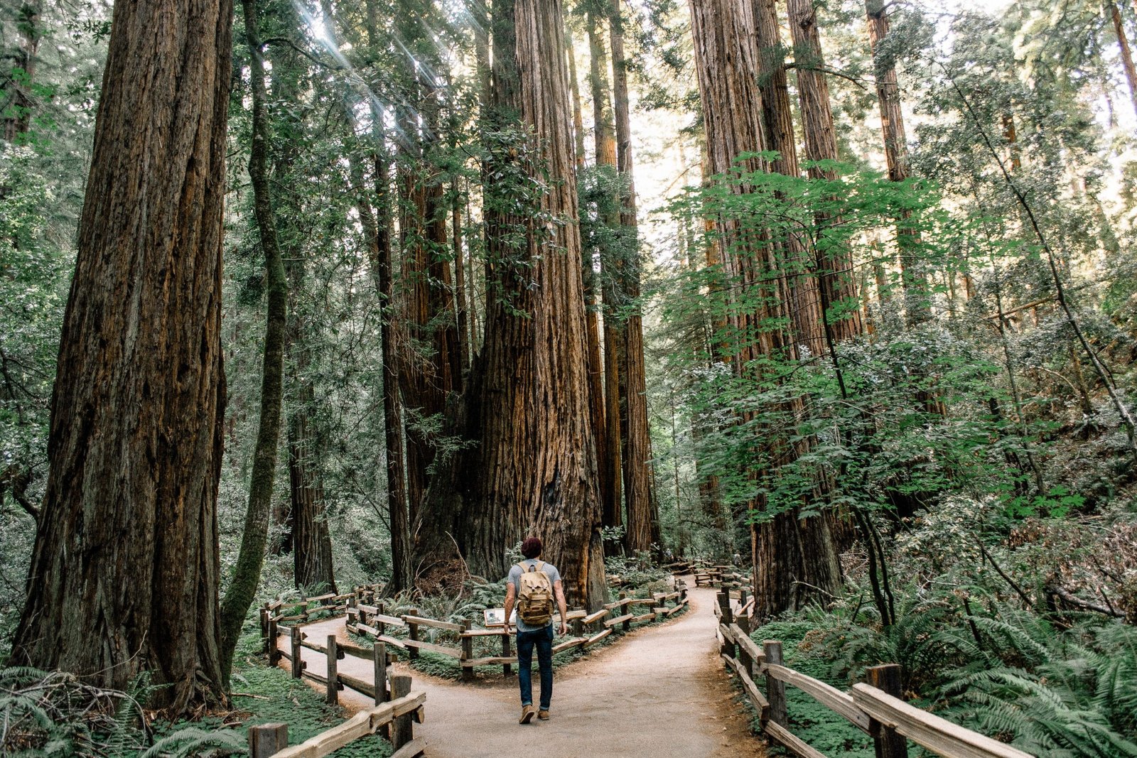 Person walking in Muir Woods