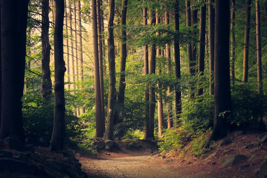 Muir Woods Redwoods