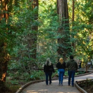 Muir Woods ancient redwoods hiking trails SF