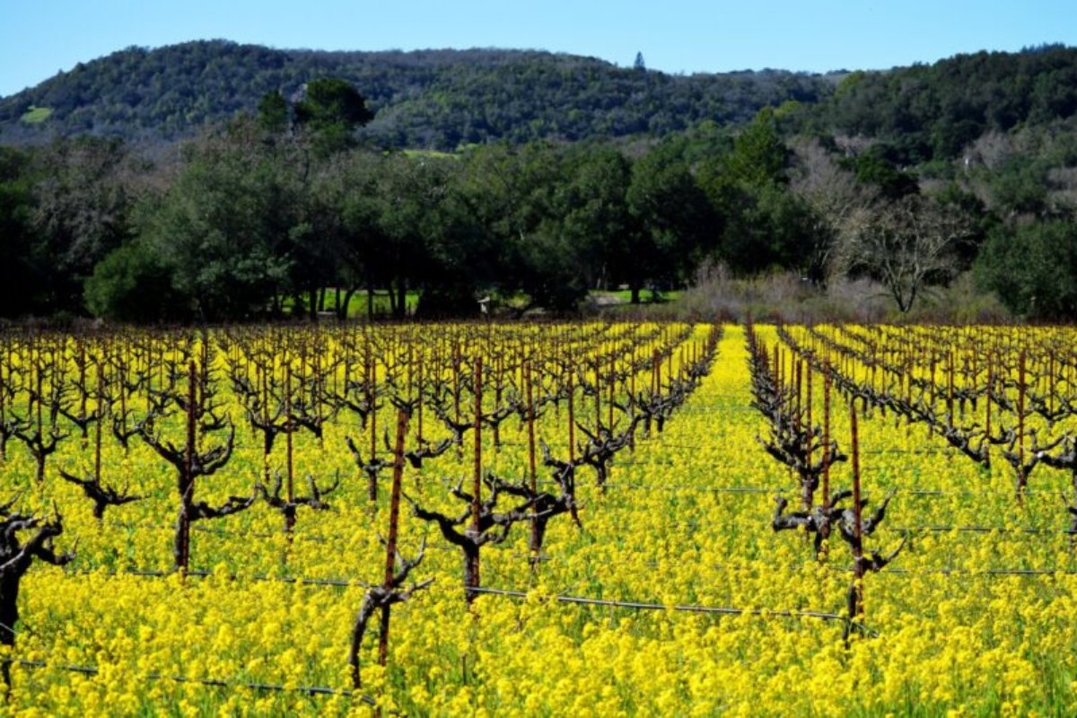 Vineyard in Napa Valley with bright yellow mustard flowers growing between rows of dormant grapevines against forested hillside