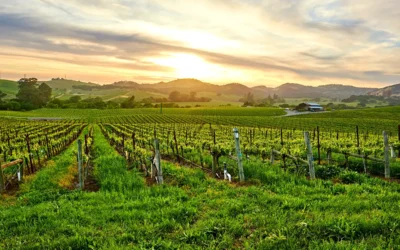 Sonoma vs Napa: What’s the Difference and How To Plan Your Wine Country Trip