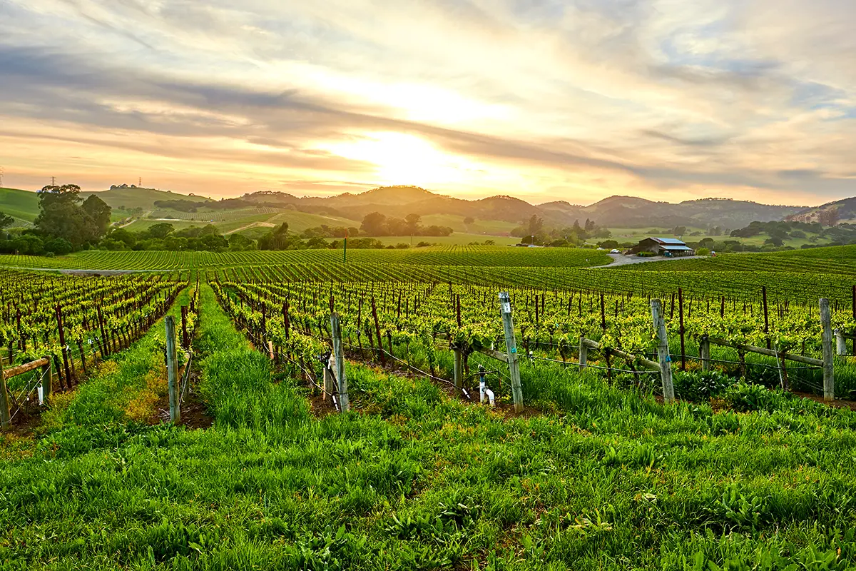 Napa Valley Sunset Beautiful sunset over a Napa Valley vineyard with rows of grapevines and rolling hills bathed in warm golden light