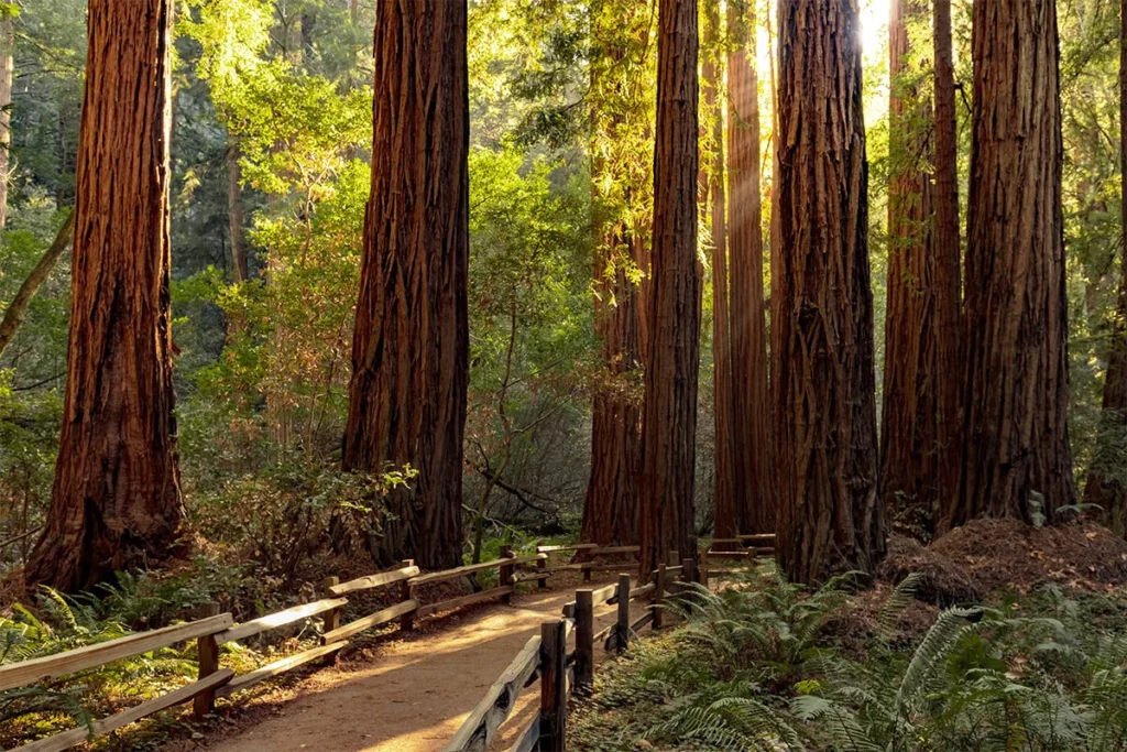 Hiking trail winding through towering redwoods at Muir Woods National Monument