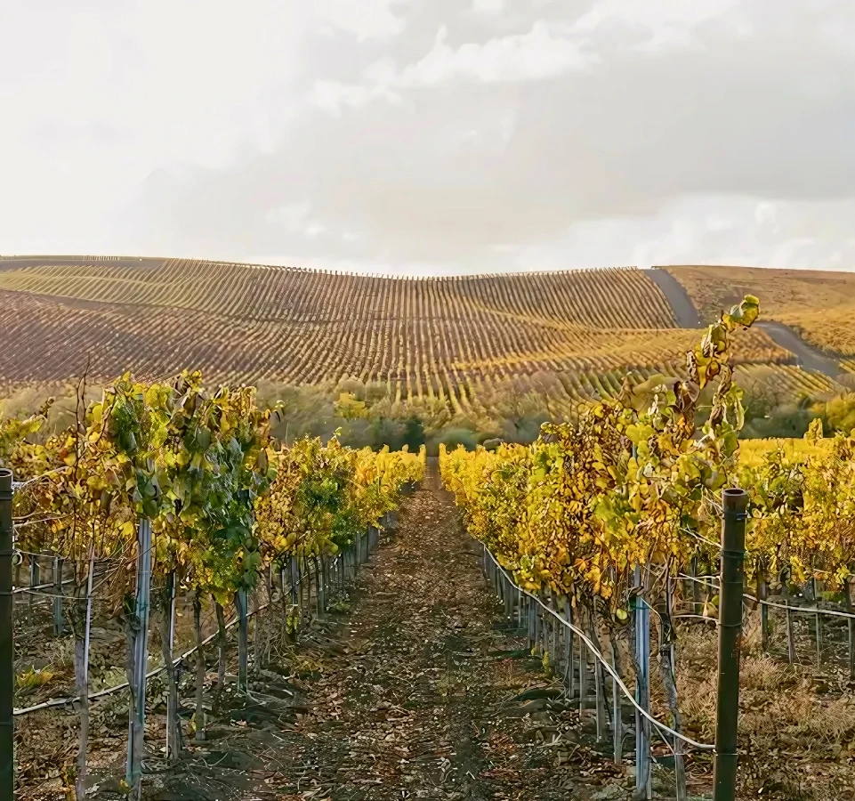 Fall vineyard landscape Dylan's wine country tours