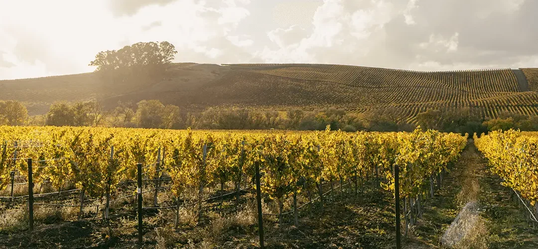 From Fall Color to Scenic Wineries: 10 Epic Reasons to Visit Napa Valley and Sonoma in Fall