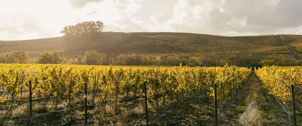 Rows of grapevines glowing golden under the warm sunset light, with rolling hills and scattered trees in the background beneath a partly cloudy sky.