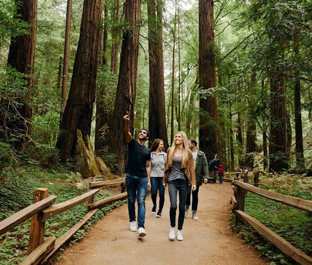 Dylan's Famous Muir Woods redwood forest tour