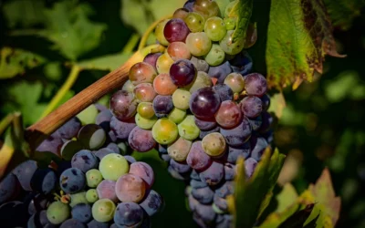 Wine Country Tours from San Francisco: Unveiling the Best Vineyard Escapes