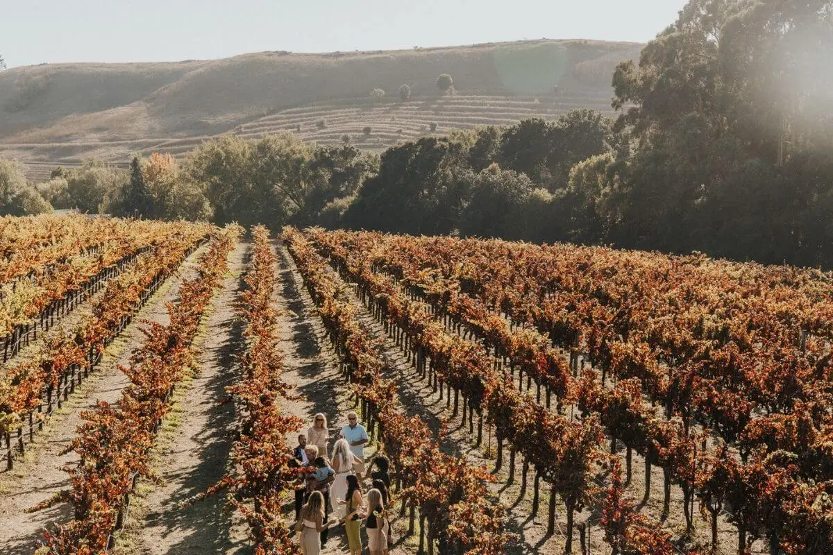 Group of people walking through sunlit vineyard rows surrounded by rolling hills and autumn-colored vines in Northern California.